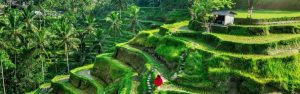 Ubud Tempat Wisata Bali 
